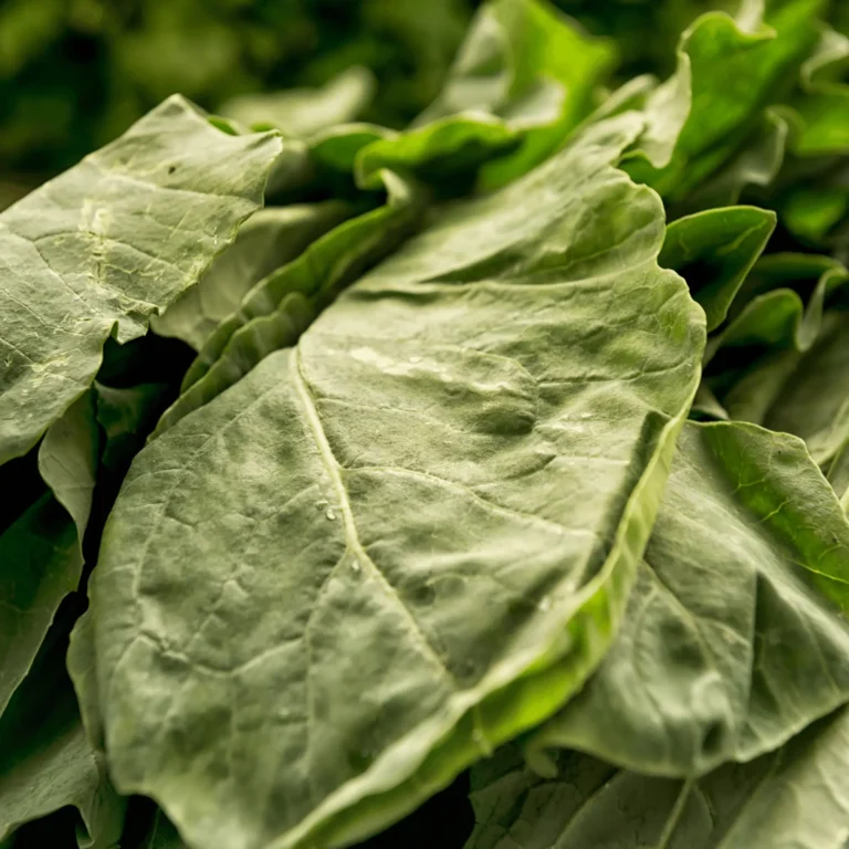 Are Collard Greens Safe for Dogs? All You Need to Know