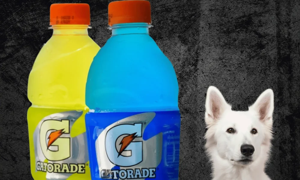 Can Dogs Drink Gatorade