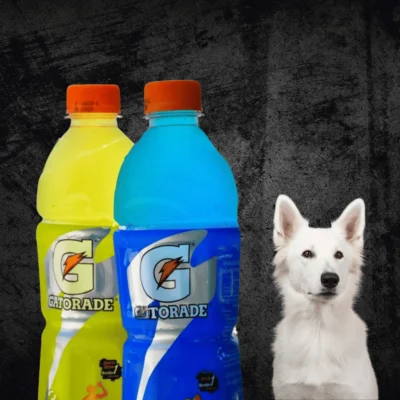 Can Dogs Drink Gatorade