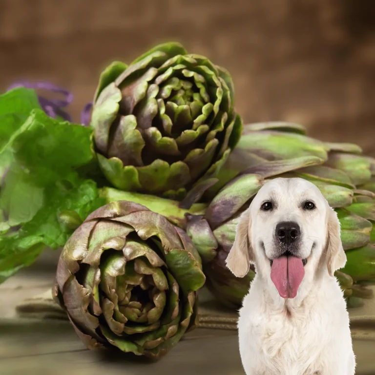 Can Dogs Eat Artichokes