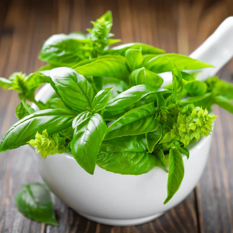 Can Dogs Eat Basil