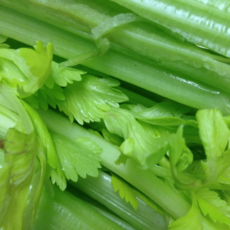 Can Dogs Eat Celery? Everything You Need to Know 9 Can Dogs Eat Celery