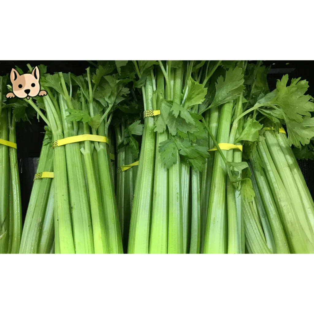 Can Dogs Eat Celery for Weight Loss