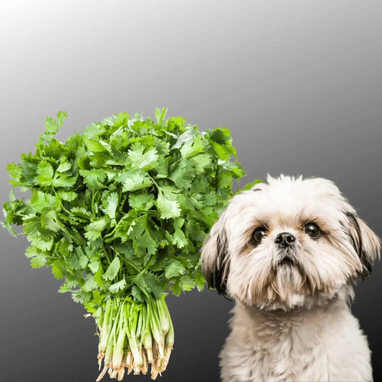Can Dogs Eat Cilantro
