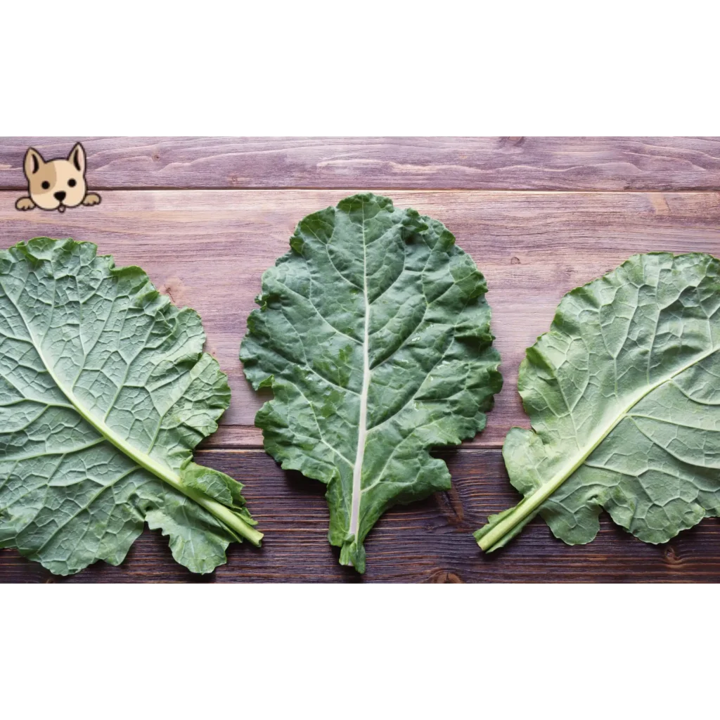Can Dogs Eat Collard Green Leaves