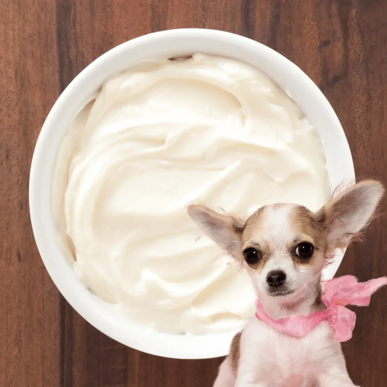 Can Dogs Eat Cream Cheese