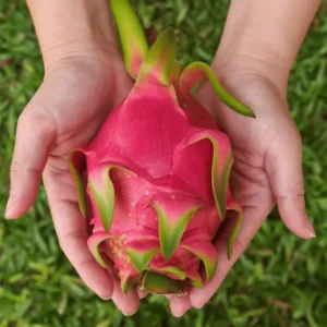 Can Dogs Eat Dragon Fruit? A Safe Snack or a Risky Treat? 1 Can Dogs Eat Dragon Fruit