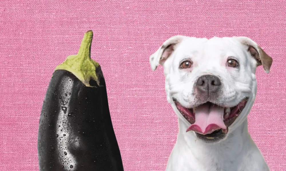 Can Dogs Eat Eggplant