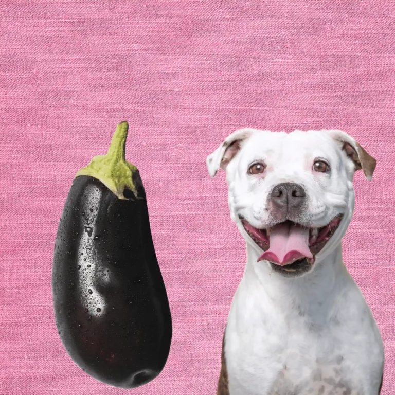 Can Dogs Eat Eggplant? Explore Canine Diets & Safety 6 Can Dogs Eat Eggplant