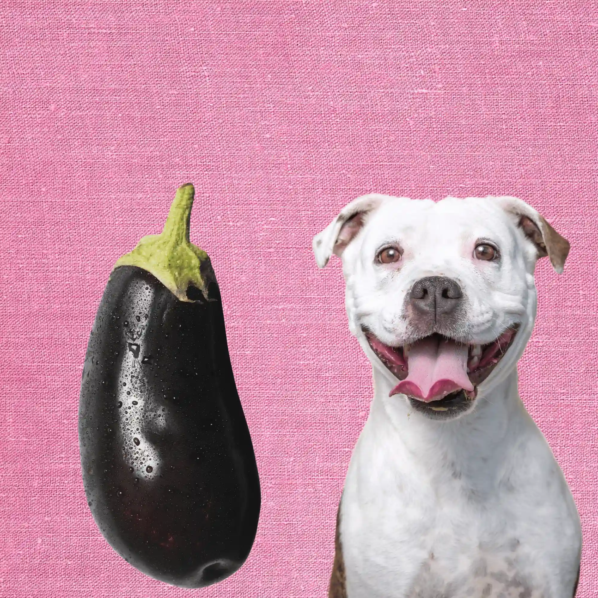 Can Dogs Eat Eggplant