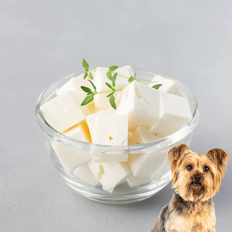 Can Dogs Eat Feta Cheese