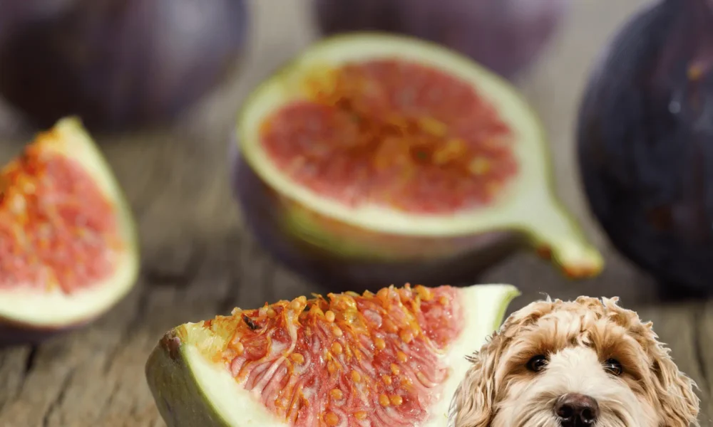 Can Dogs Eat Figs Safely