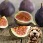 Can Dogs Eat Figs Safely