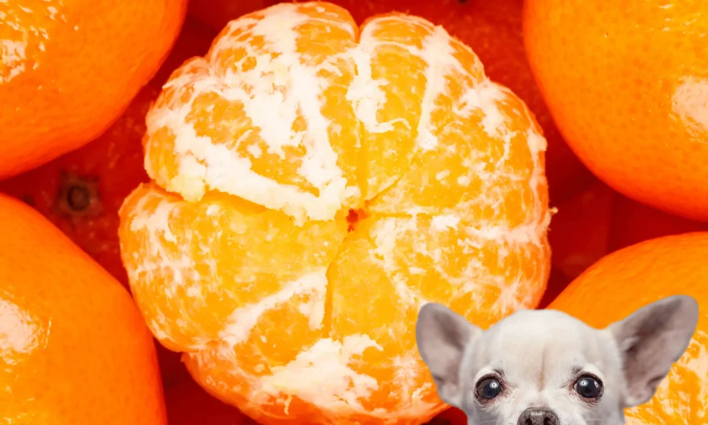 Can Dogs Eat Mandarins