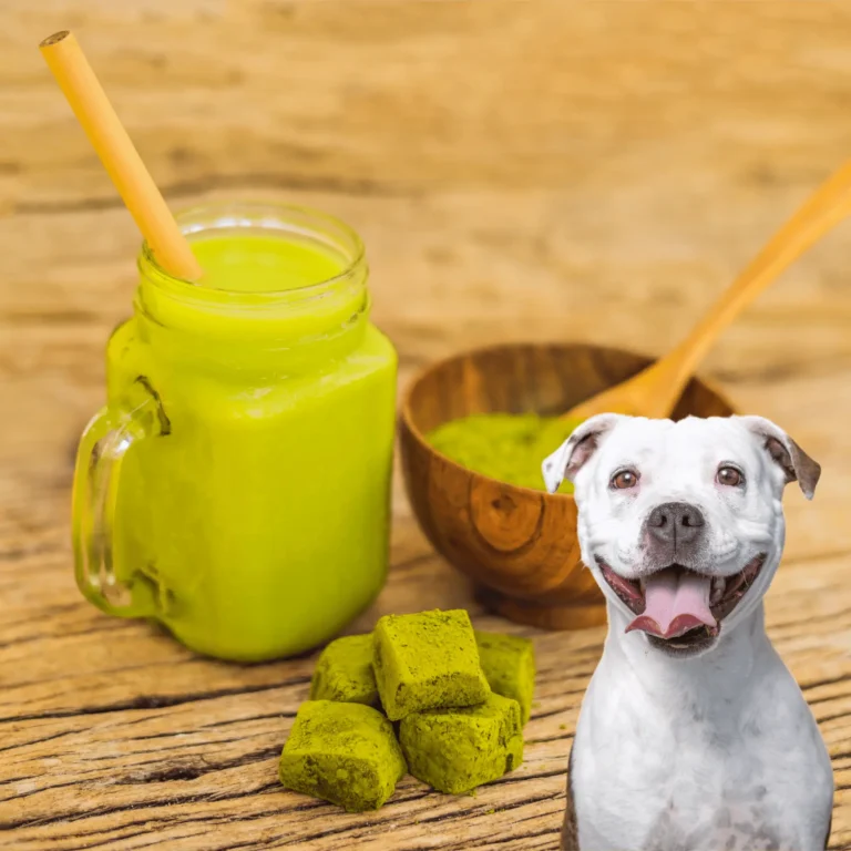 Can Dogs Safely Eat Matcha? What You Need to Know 9 Can Dogs Eat Matcha