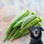 Can Dogs Eat Okra