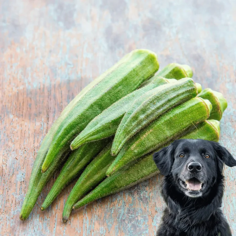 Can Dogs Eat Okra? Is It Healthy for Your Furry Friends? 2 Can Dogs Eat Okra