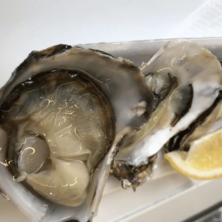 Can Dogs Eat Oysters