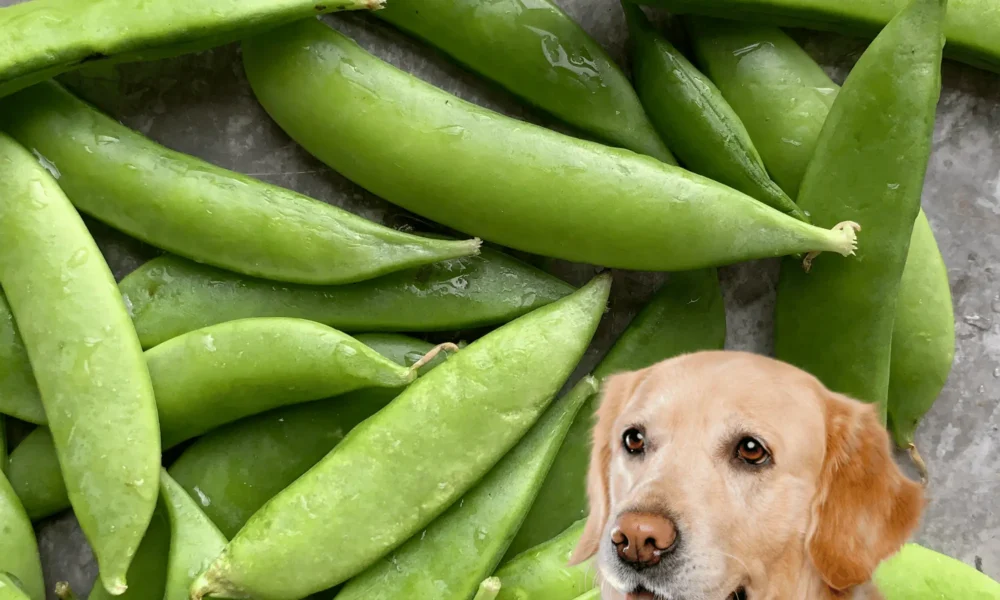 Can Dogs Eat Peas