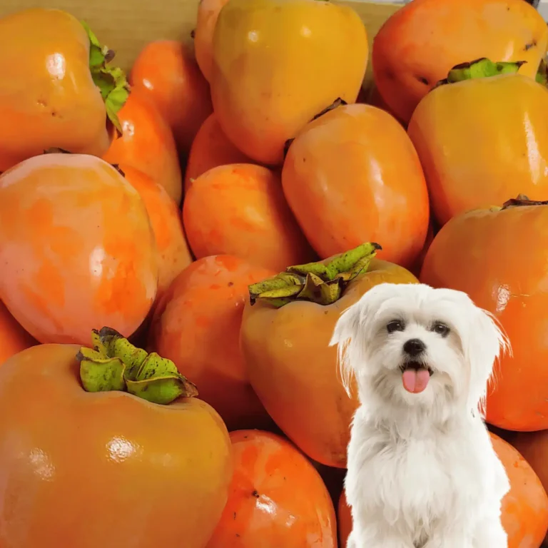 Can Dogs Eat Persimmons? Are They a Healthy Choice for Pups? 5 Can Dogs Eat Persimmons? Are They a Healthy Choice for Pups?