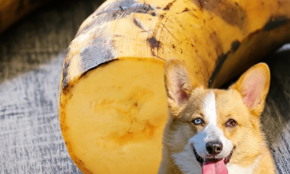 Can Dogs Eat Plantains