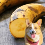 Can Dogs Eat Plantains