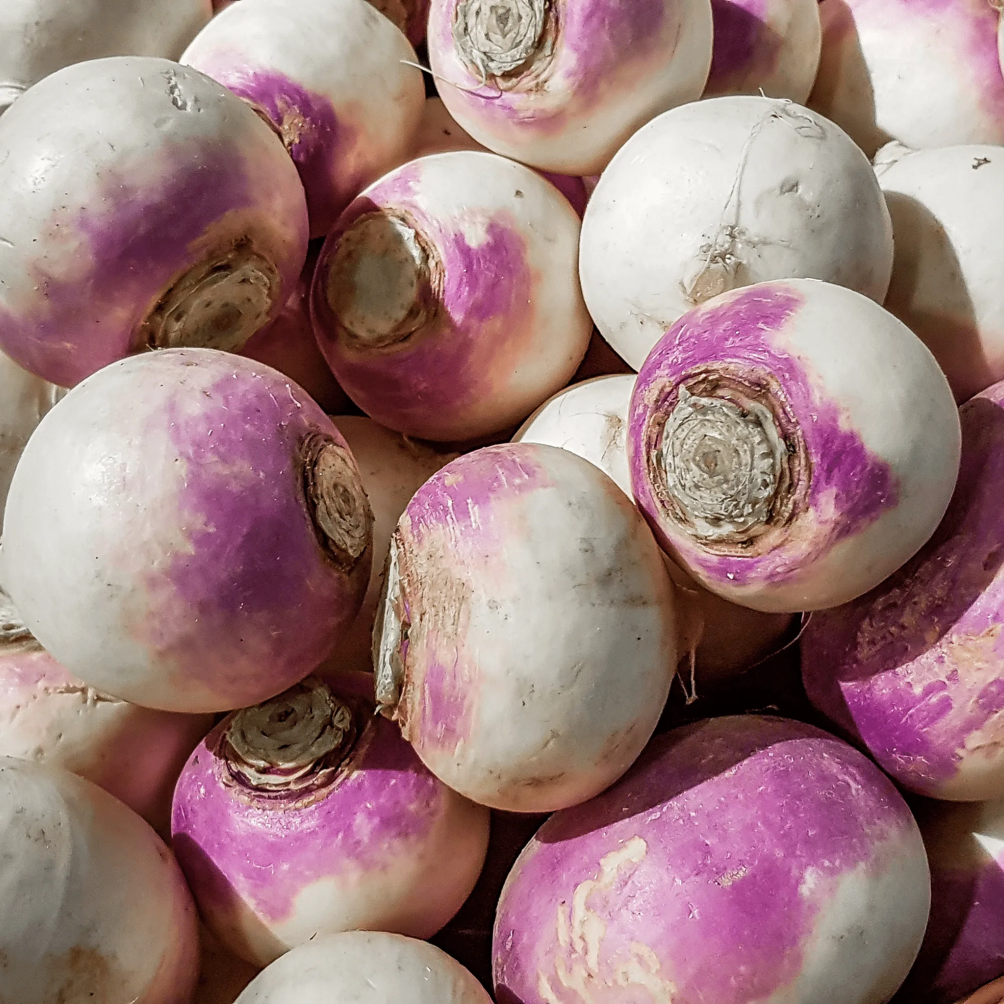 Can Dogs Eat Rutabaga Can Dogs Eat Rutabaga