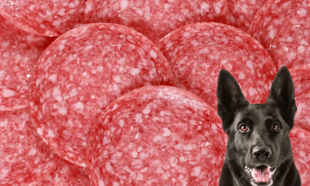 Can Dogs Eat Salami