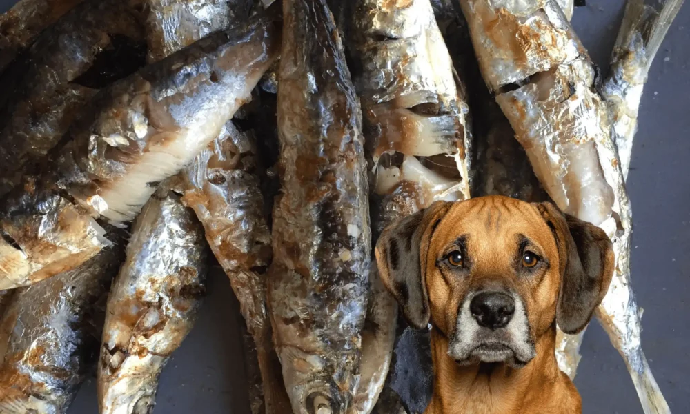 Can Dogs Eat Sardines