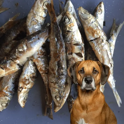 Can Dogs Eat Sardines