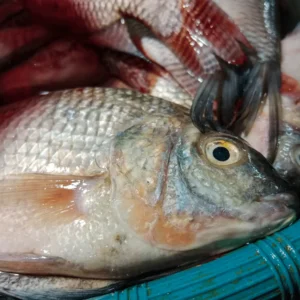 Can Dogs Eat Tilapia? Is it Safe to Share Fish With a Pooch? 10 Can Dogs Eat Tilapia
