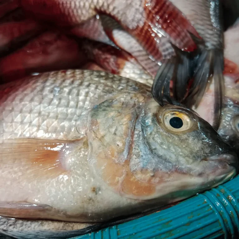 Can Dogs Eat Tilapia? Is it Safe to Share Fish With a Pooch? 10 Can Dogs Eat Tilapia