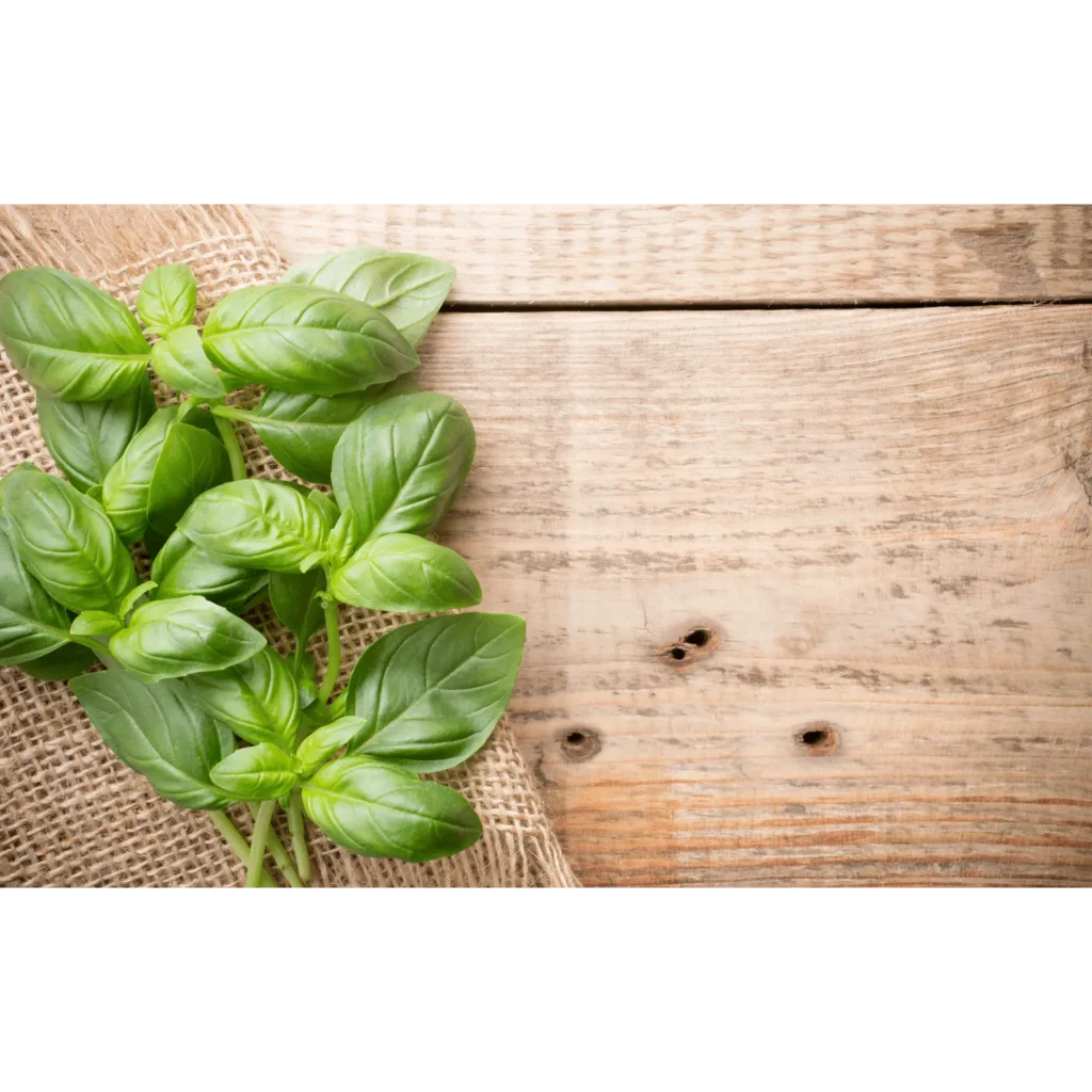 Health Benefits of Basil for Dogs