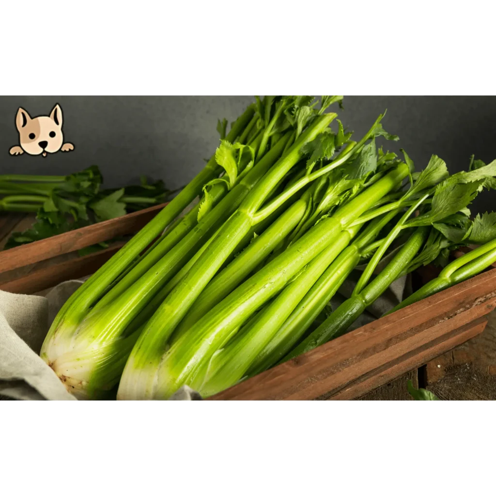 Health Benefits of Celery for Dogs