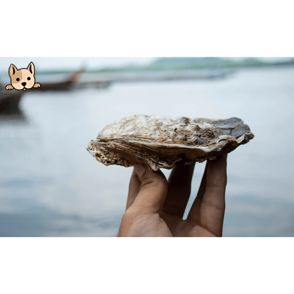 Health Benefits of Oysters for Dogs