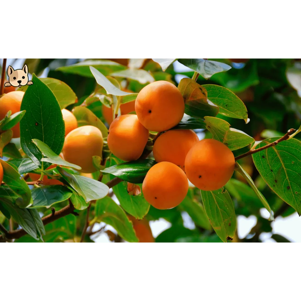 Health Benefits of Persimmons for Dogs