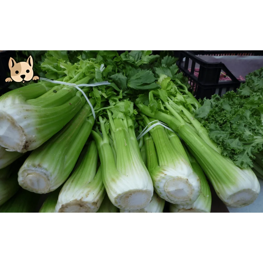 How to Safely Serve Celery to Dogs