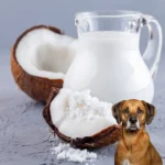 Is Coconut Milk Safe for Dogs