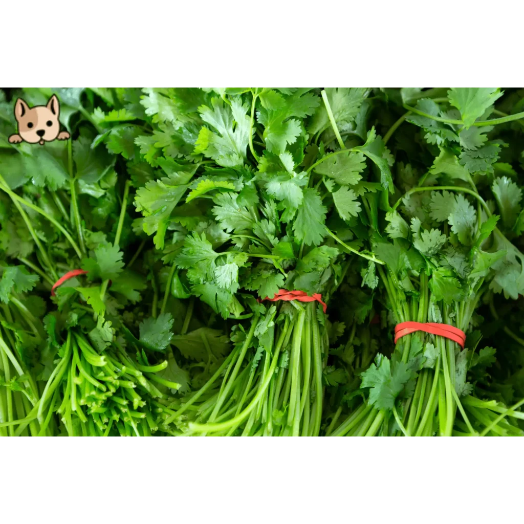 Potential Benefits of Cilantro for Dogs