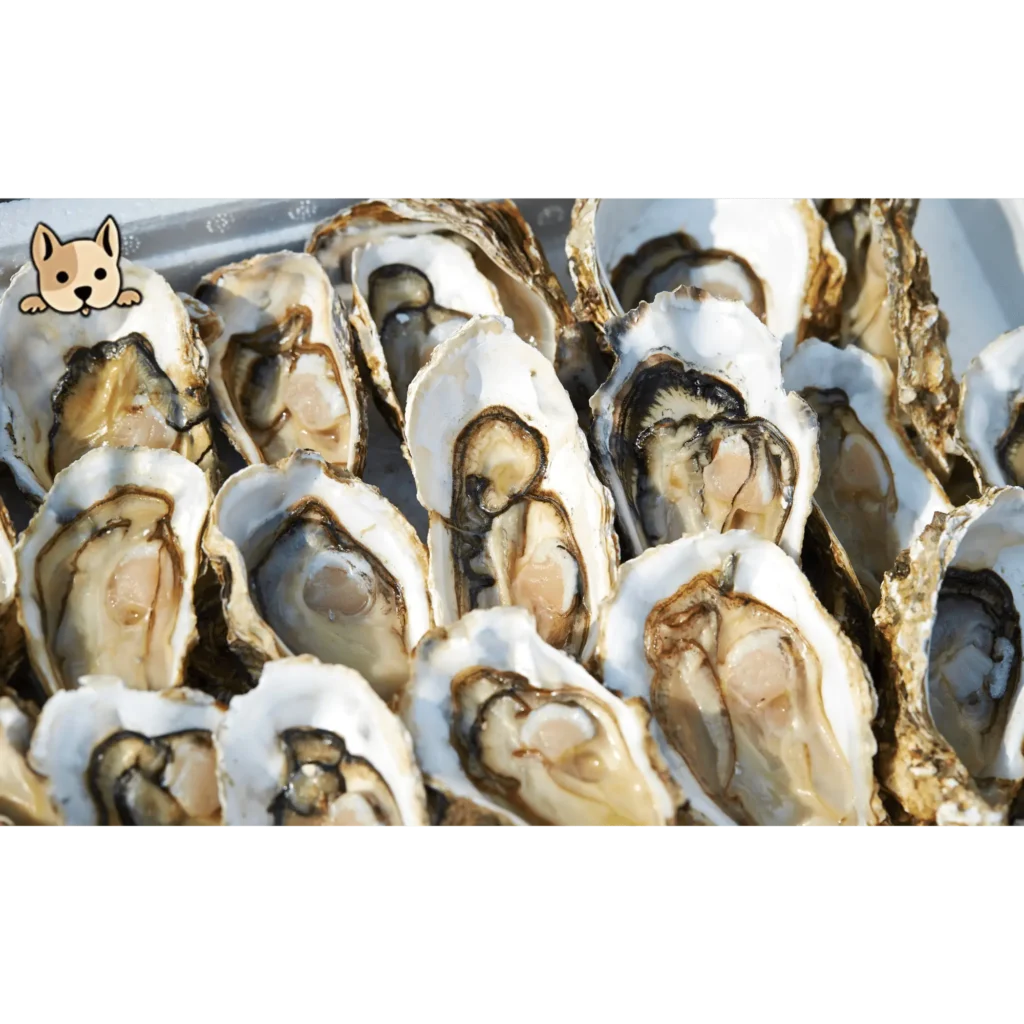 Potential Drawbacks of Oysters for Dogs