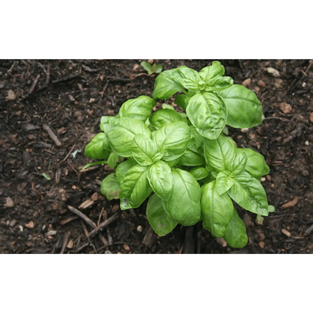 Potential Hazards of Basil for Dogs