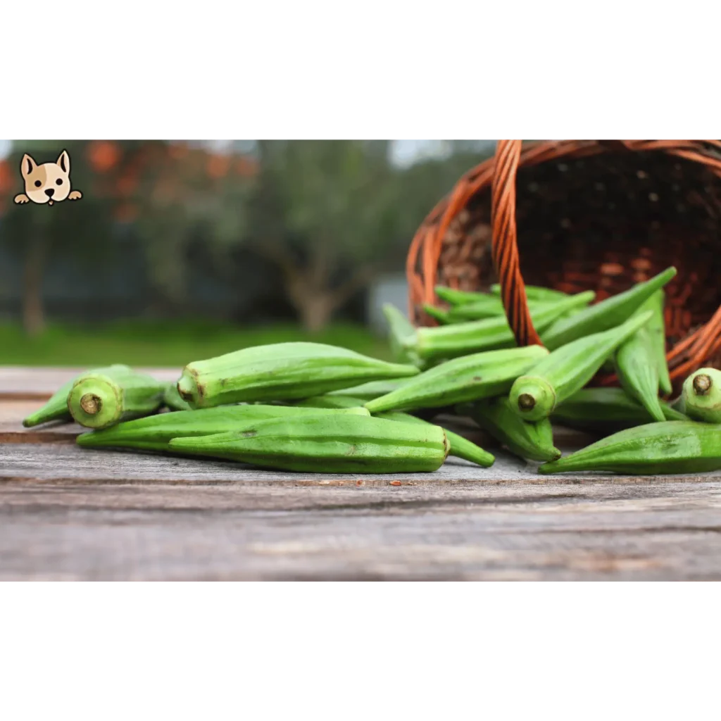 Potential Risk of Okra for Dogs