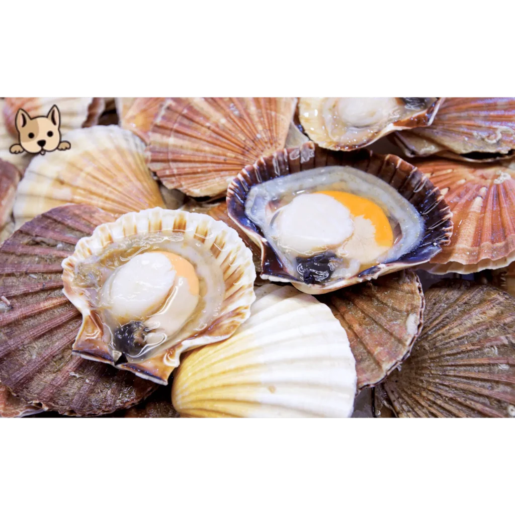 Potential Risks of Scallops for Dogs