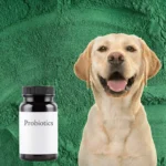 Probiotics for Dogs