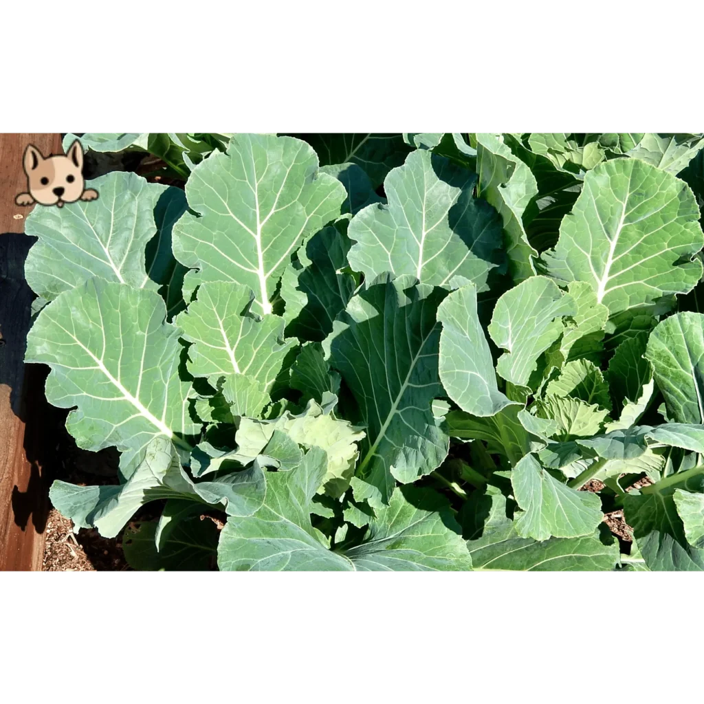 Risks and Considerations of Collard Greens for Dogs