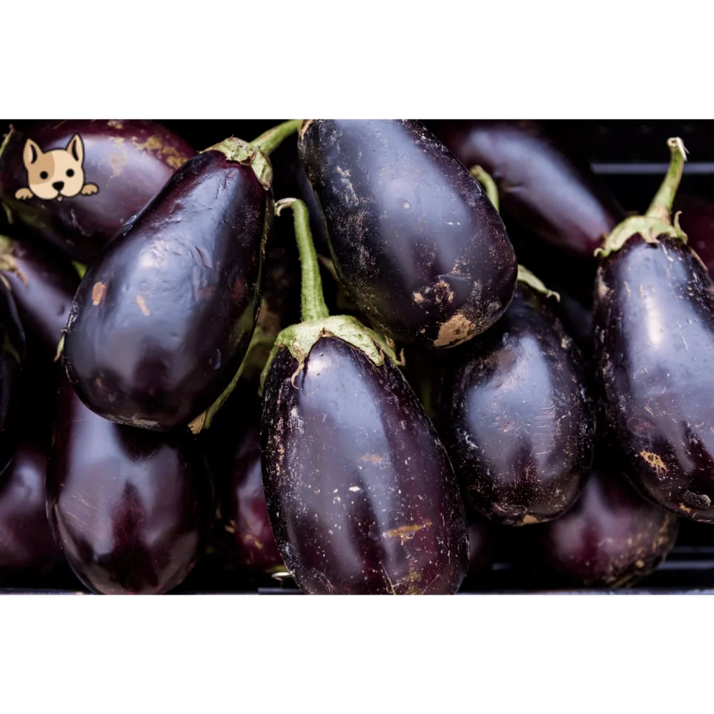 Risks of Eggplant for Dogs