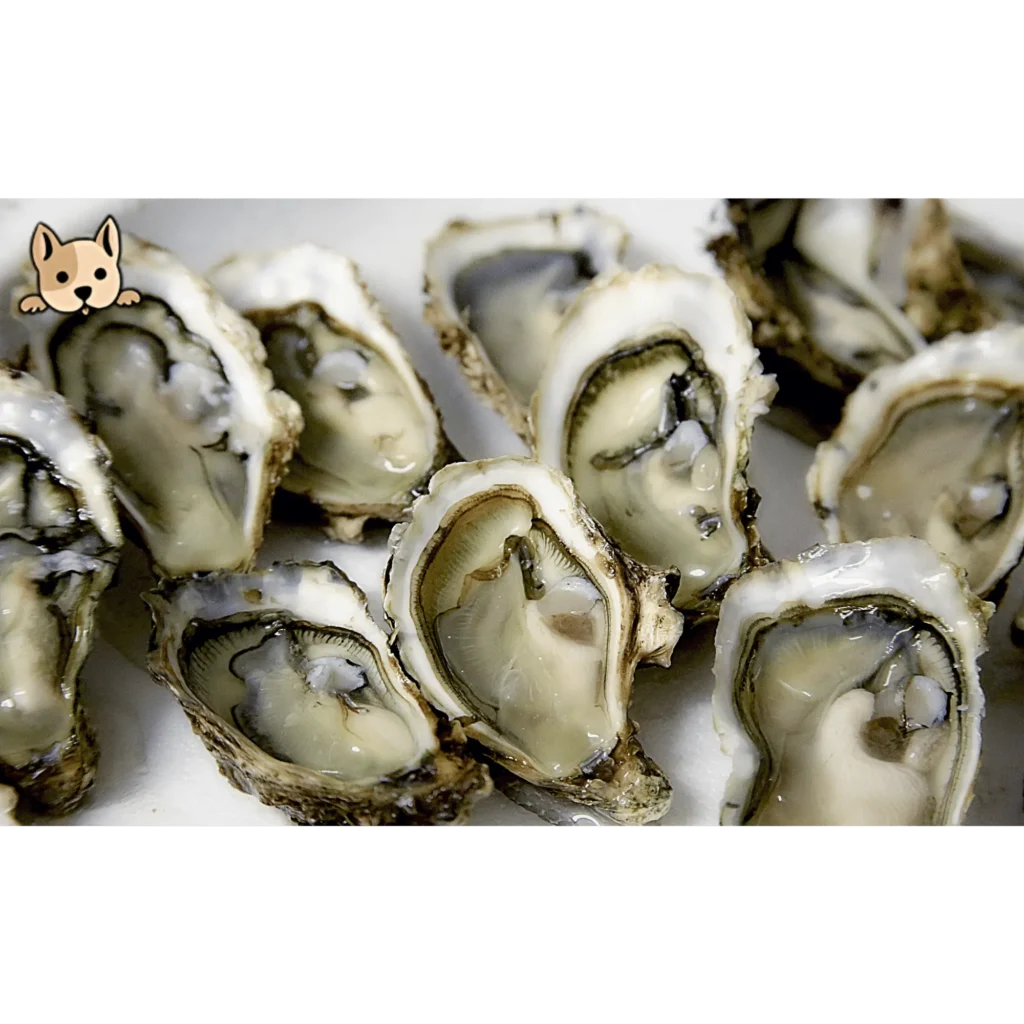 What are Oyster
