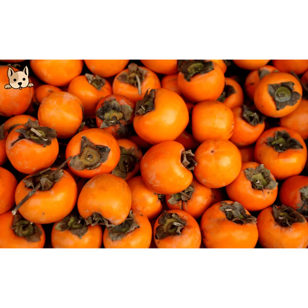 What are Persimmons