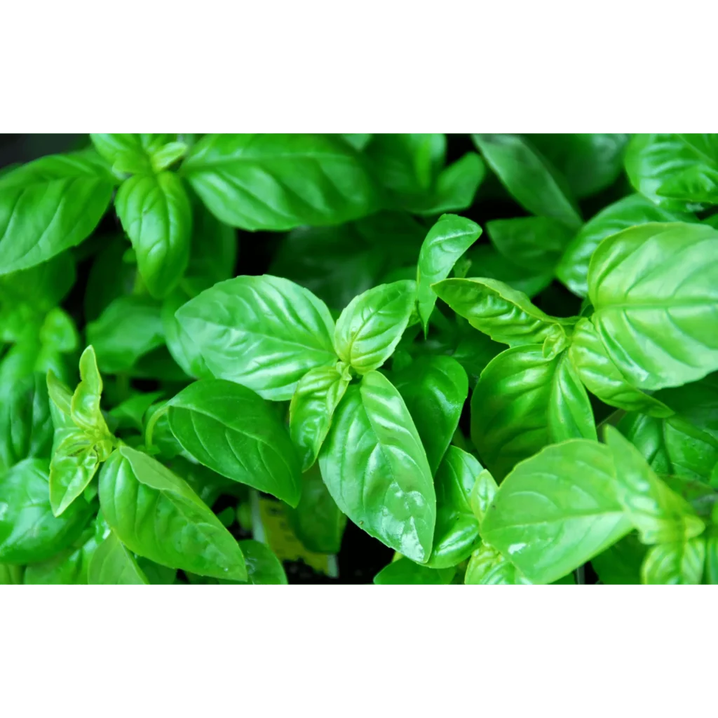 What is Basil