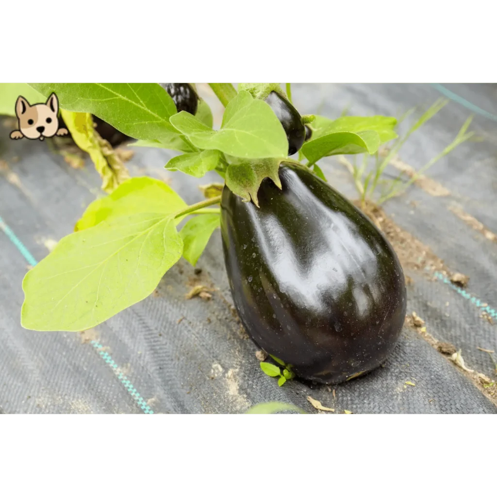What is an Eggplant